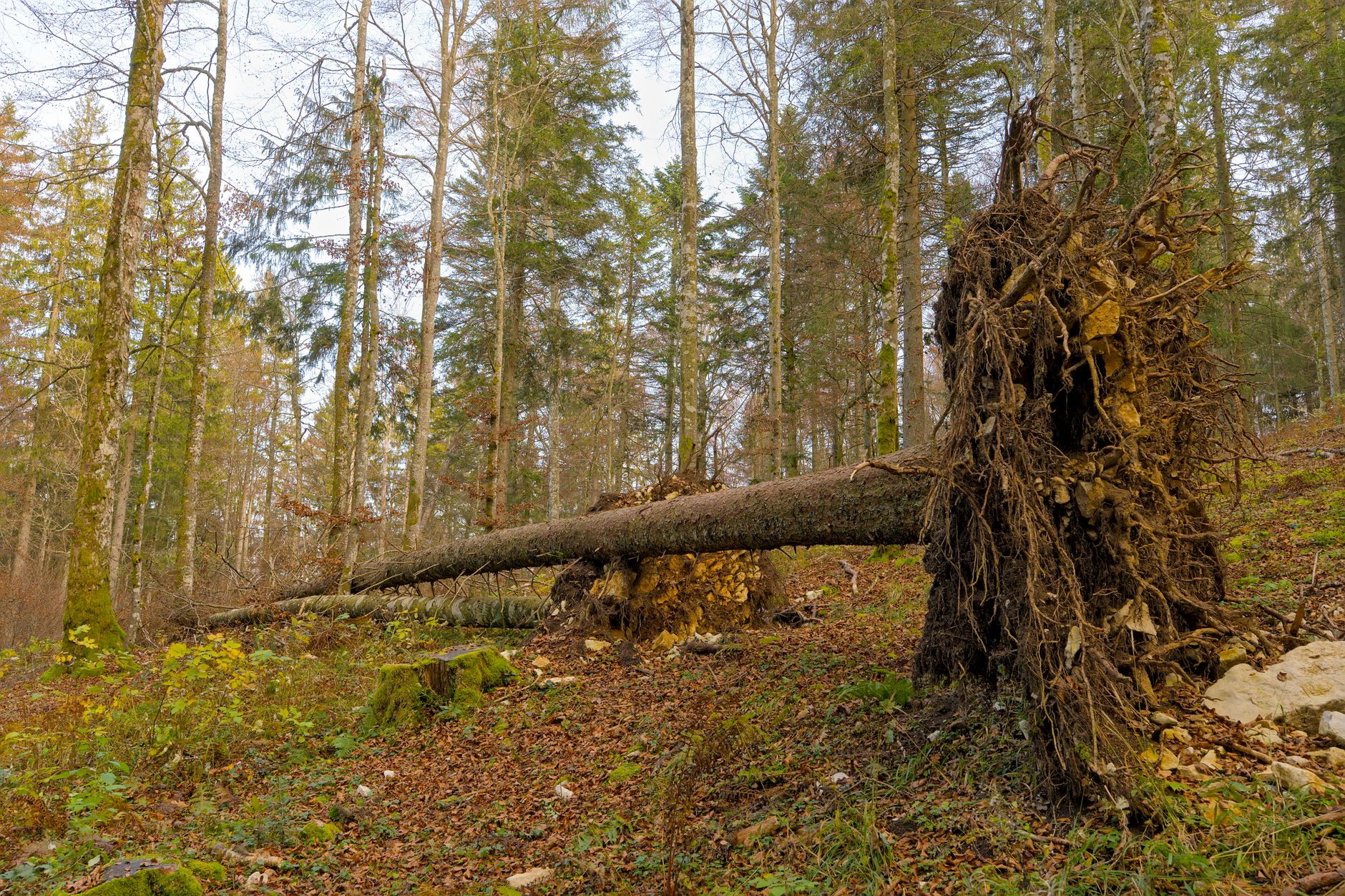 Enlèvement Arbre Urgence à Cormeilles-en-Parisis